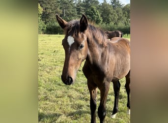 Belgian Warmblood, Stallion, 1 year, Bay-Dark