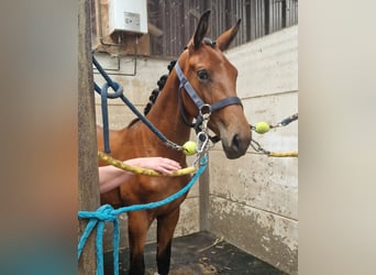 Belgian Warmblood, Stallion, 1 year, Brown-Light