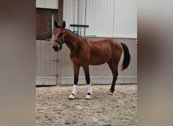 Belgian Warmblood, Stallion, 1 year, Brown-Light