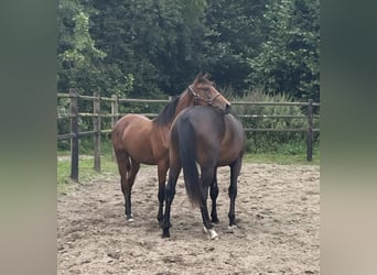 Belgisches Warmblut, Hengst, 1 Jahr, Hellbrauner