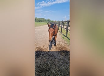 Belgisches Warmblut, Hengst, 1 Jahr, Hellbrauner