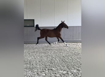 Belgisches Warmblut, Hengst, 1 Jahr, Hellbrauner