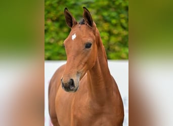 Belgian Warmblood, Stallion, 1 year, Brown