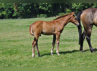 Belgian Warmblood, Stallion, 1 year, Chestnut-Red