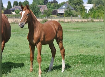 Belgian Warmblood, Stallion, 1 year, Chestnut-Red