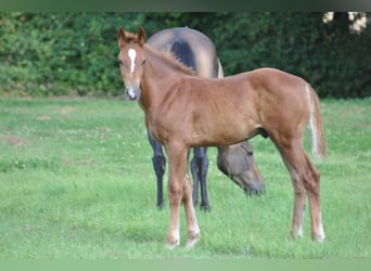 Belgian Warmblood, Stallion, 1 year, Chestnut-Red