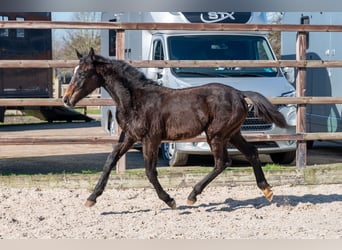 Belgian Warmblood, Stallion, 1 year