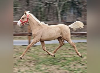 Belgian Warmblood, Stallion, 2 years, 13,2 hh, Palomino