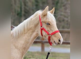 Belgian Warmblood, Stallion, 2 years, 13,2 hh, Palomino