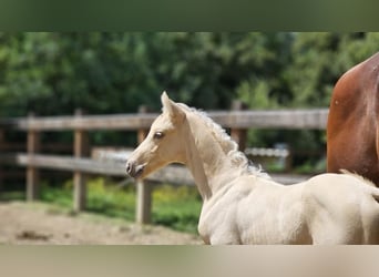 Belgian Warmblood, Stallion, 2 years, 14.1 hh, Palomino