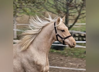 Belgian Warmblood, Stallion, 2 years, 14.1 hh, Palomino
