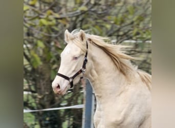 Belgian Warmblood, Stallion, 2 years, 14,1 hh, Perlino