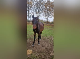Belgian Warmblood, Stallion, 2 years, 14,2 hh, Bay-Dark