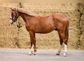 Belgian Warmblood, Stallion, 2 years, 14,2 hh, Chestnut