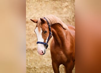 Belgian Warmblood, Stallion, 2 years, 14,2 hh, Chestnut