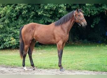 Belgian Warmblood, Stallion, 2 years, 15,1 hh, Brown