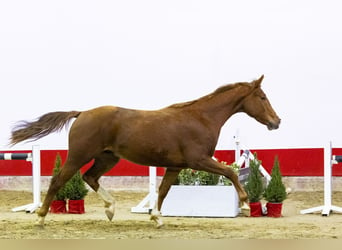 Belgian Warmblood, Stallion, 2 years, 15,1 hh, Cremello