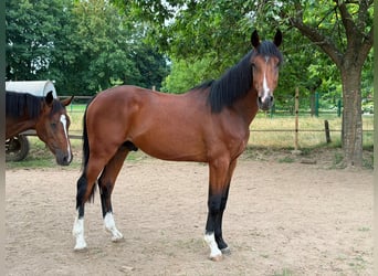 Belgian Warmblood, Stallion, 2 years, 15.2 hh, Bay-Dark