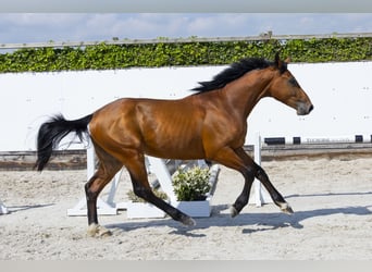 Belgian Warmblood, Stallion, 2 years, 15.2 hh, Brown