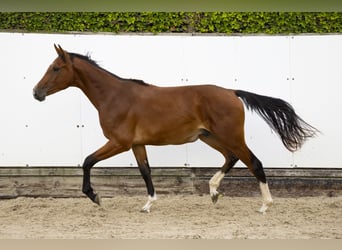 Belgian Warmblood, Stallion, 2 years, 15 hh, Brown