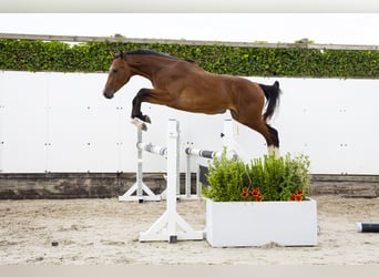 Belgian Warmblood, Stallion, 2 years, 15 hh, Brown