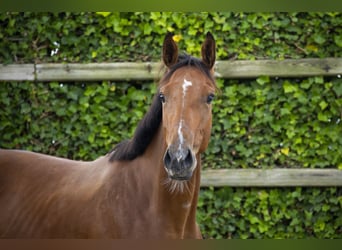 Belgian Warmblood, Stallion, 2 years, 15 hh, Brown