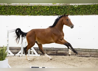 Belgian Warmblood, Stallion, 2 years, 15 hh, Brown