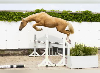 Belgian Warmblood, Stallion, 2 years, 15,2 hh, Palomino