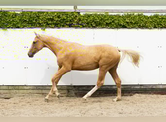 Belgian Warmblood, Stallion, 2 years, 15,2 hh, Palomino