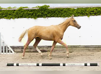 Belgian Warmblood, Stallion, 2 years, 15,2 hh, Palomino