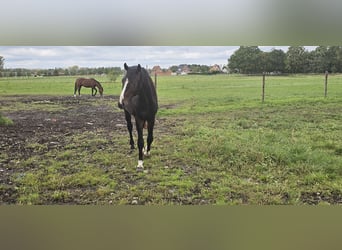 Belgian Warmblood, Stallion, 2 years, 16.1 hh, Bay-Dark