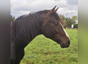 Belgian Warmblood, Stallion, 2 years, 16.1 hh, Bay-Dark