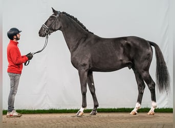 Belgian Warmblood, Stallion, 2 years, 16,1 hh, Brown