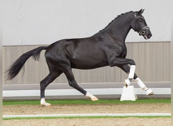 Belgian Warmblood, Stallion, 2 years, 16,1 hh, Brown