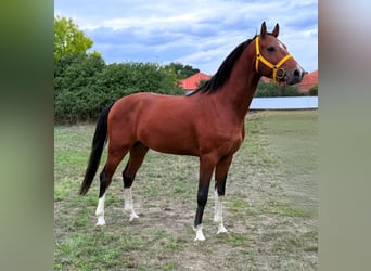 Belgian Warmblood, Stallion, 2 years, 16.1 hh, Brown