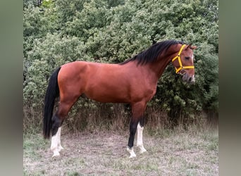 Belgian Warmblood, Stallion, 2 years, 16.1 hh, Brown