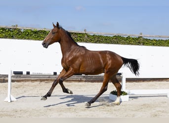 Belgian Warmblood, Stallion, 2 years, 16.1 hh, Brown