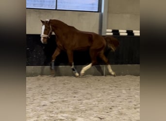 Belgian Warmblood, Stallion, 2 years, 16.1 hh, Chestnut-Red