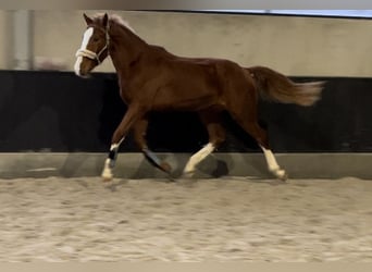 Belgian Warmblood, Stallion, 2 years, 16.1 hh, Chestnut-Red