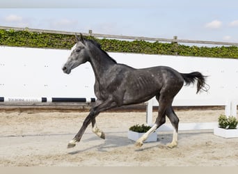 Belgian Warmblood, Stallion, 2 years, 16.1 hh, Gray