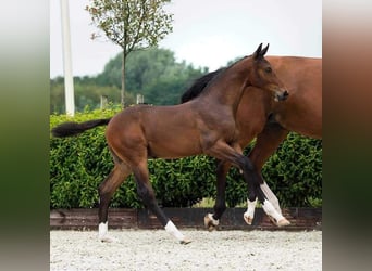 Belgian Warmblood, Stallion, 2 years, 16.3 hh, Bay-Dark