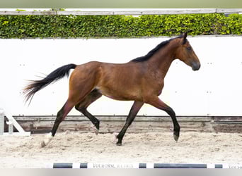 Belgian Warmblood, Stallion, 2 years, 16 hh, Brown