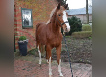 Belgian Warmblood, Stallion, 2 years, 16 hh, Chestnut-Red