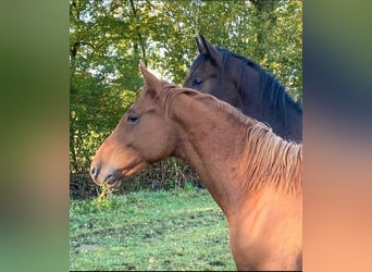 Belgian Warmblood, Stallion, 2 years, 16 hh, Chestnut-Red