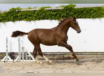 Belgian Warmblood, Stallion, 2 years, 16 hh, Chestnut-Red