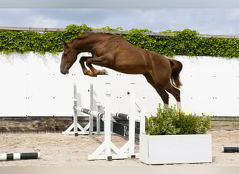 Belgian Warmblood, Stallion, 2 years, 16 hh, Chestnut-Red