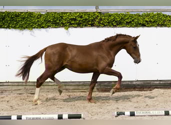 Belgian Warmblood, Stallion, 2 years, 16 hh, Chestnut-Red