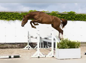 Belgian Warmblood, Stallion, 2 years, 16 hh, Chestnut-Red
