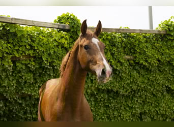 Belgian Warmblood, Stallion, 2 years, 16 hh, Chestnut-Red