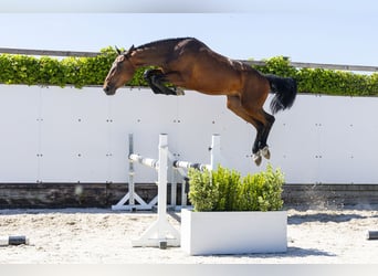 Belgian Warmblood, Stallion, 2 years, 16 hh